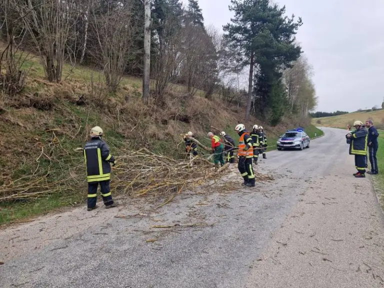 T1 - Objekt/Baum - Umgestürzt
