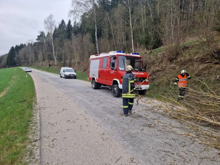 T1 - Objekt/Baum - Umgestürzt